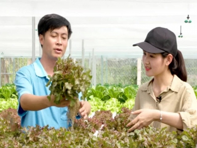 Nông dân An Giang trồng rau thuỷ canh theo công nghệ Israel