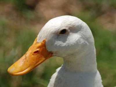 Ducks require more choline than broilers
