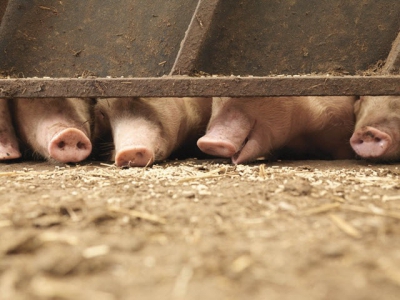 No nutritional silver bullet for zinc oxide replacement in piglet diets