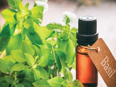 Tinh dầu húng quế thúc đẩy tăng trưởng của cá rô phi