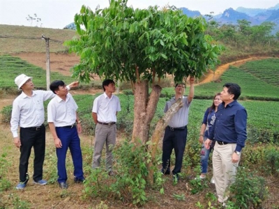 Ghép cải tạo nhãn nhanh ra quả