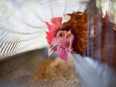 Maternal nutrition may boost bone strength in poultry progeny