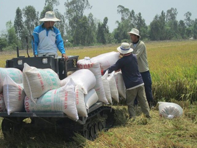 Vietnams rice prices suffer fall due to sharp decline in demand from China