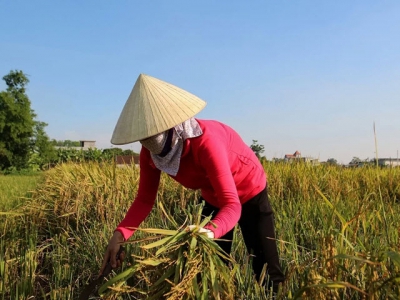 Steep plunge in rice exports to China as import rules tighten