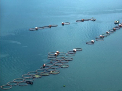 Startup tech companies promise to further expand Indonesian aquaculture