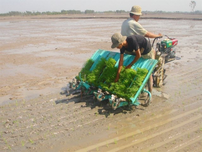 Cấy lúa bằng máy giảm lượng giống