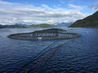 Its complicated – reviewing the use of essential oils in aquaculture