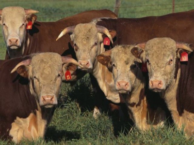 New cattle genes tied to feed efficiency