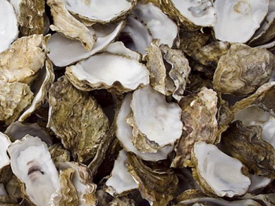 Project focused on oyster breeding technology