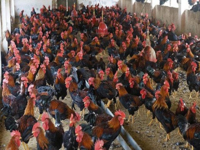 Vietnamese enterprises massively increase poultry farming