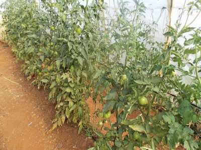 Theres more to crop rotation than meets the eye