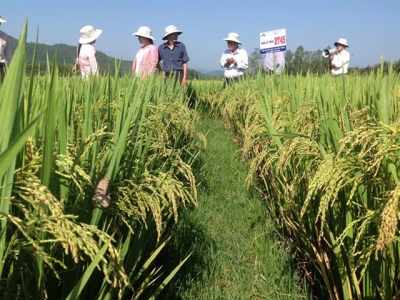 Giống lúa DT45 được công nhận tại Nam Trung bộ và Tây Nguyên