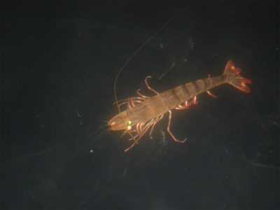 Stirling researchers identify viable ablation alternatives for shrimp hatcheries