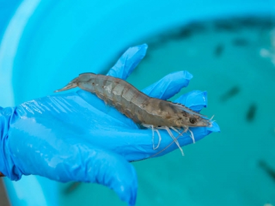 How a new breed of breeder is transforming US shrimp production