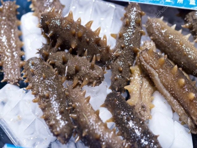 Vietnam promotes sea cucumber IMTA