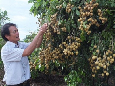Son La launches export of locally-grown longan