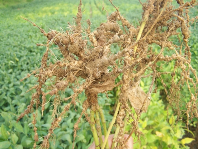 Nematodes: not all bad