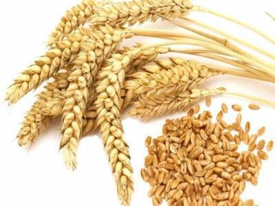 Whole wheat in turkey diets promotes gut health