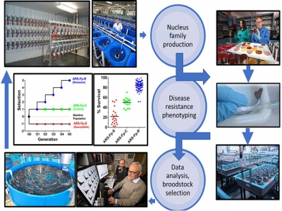 Genetic improvement of disease resistance through selective breeding