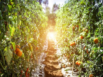 10 new vegetables and herbs for your garden this spring