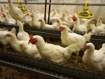 Perinatal imprinting in poultry benefits performance