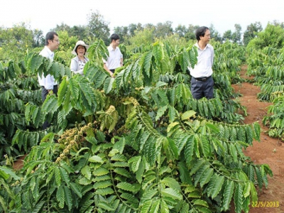 Bón phân hợp lý để canh tác cà phê bền vững