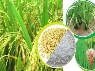 Cơ hội từ EVFTA, 9 giống lúa thơm được xuất khẩu với thuế suất 0%