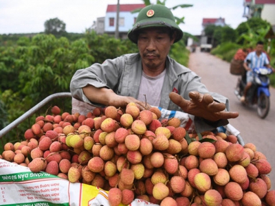 Vietnamese lychees make it to Singapore supermarket shelves