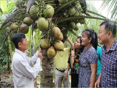 Trà Vinh District gets brand certifications for specialty agricultural products