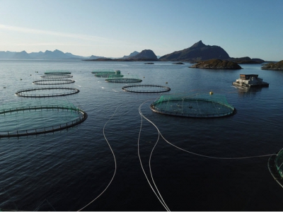 Norway Royal Salmon sounds the alarm over potential ISA outbreak