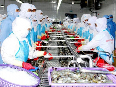 Positive prospects for shrimp exports