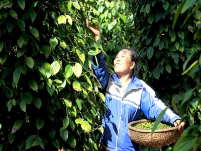Viet Nam unlikely to reach pepper export target this year