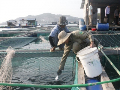Khánh Hòa embraces advanced technologies for marine aquaculture