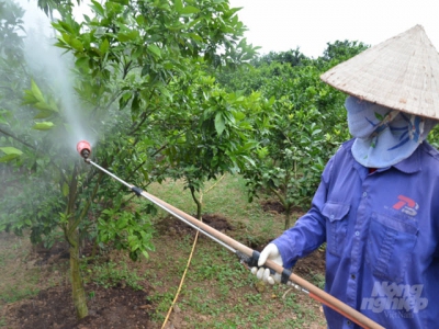 Cách bón 4 đúng cho cây cam bằng phân bón Lâm Thao