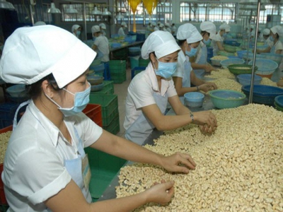 Vietnamese cashew nuts to be on tables of European countries