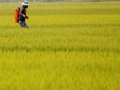 Asia Rice-Virus slows Indian exports; heavy flooding hits Bangladesh