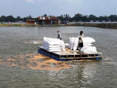 Low pangasius prices cause heavy losses for farmers in Mekong Delta