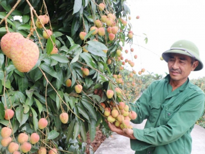 Singaporeans snatch newly imported Vietnamese fruit