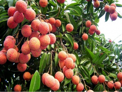 Vietnams Thieu lychee went to Europe under the EVFTA
