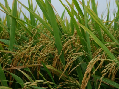 Du Huong 8, Dai Thom 8 Rice stand out in large fields of Nam Dinh
