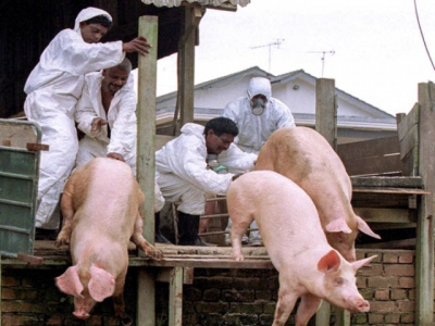 Hiểu đúng về bệnh Nipah ở lợn