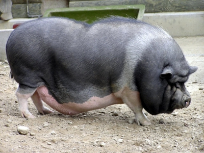 22 Vietnamese local pig breeds - Part 1