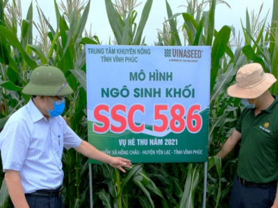 SSC 586 - giống ngô sinh khối khổng lồ mới nổi