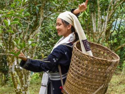 Na Hang Shan Tuyet Tea certified the registration of geographical indications