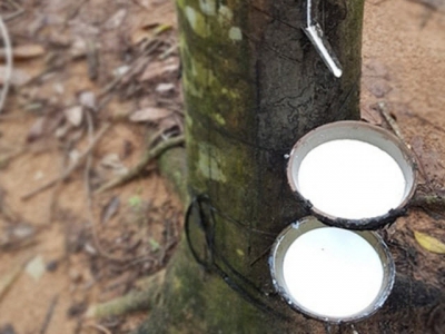 Rubber exports to Taiwan increased sharply