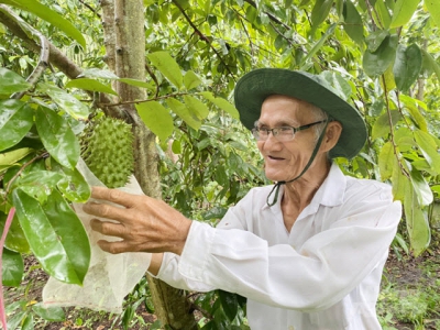 Converting inefficient rice land into fruit crops in Can Tho