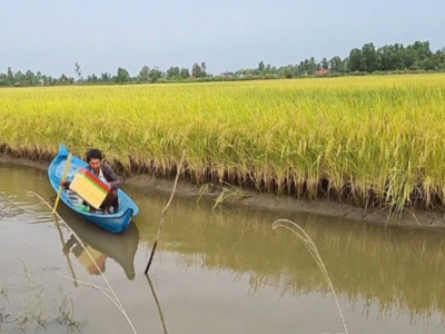 Irrigation systems at shrimp- rice farming areas are inadequate