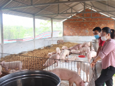 Mô hình chăn nuôi lợn an toàn sinh học
