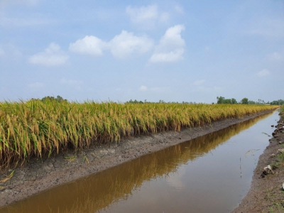 High-quality hybrid rice variety MHC2