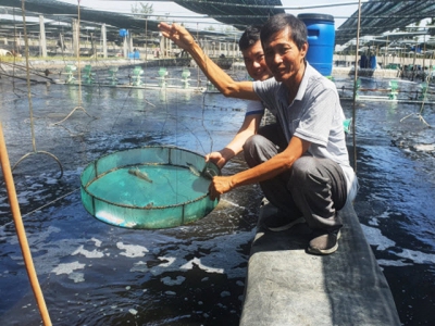 Fast water treatment technology boosts efficient shrimp farming